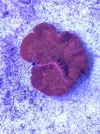 [TodoMarino.com] Vendo Lobophyllia roja, acantophyllia verde, tridacnas y duncan - Terrassa, Vallès