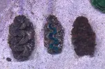 [TodoMarino.com] Vendo Lobophyllia roja, acantophyllia verde, tridacnas y duncan - Terrassa, Vallès