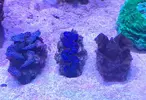 [TodoMarino.com] Vendo Lobophyllia roja, acantophyllia verde, tridacnas y duncan - Terrassa, Vallès