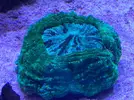 [TodoMarino.com] Vendo Lobophyllia roja, acantophyllia verde, tridacnas y duncan - Terrassa, Vallès