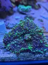 [TodoMarino.com] Ricordea verde fluorescente - Madrid