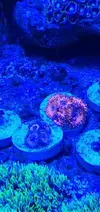 [TodoMarino.com] Bombas de movimiento jebao 4000 l. ZOANTHUS - Petrel