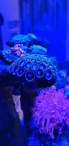 [TodoMarino.com] Bombas de movimiento jebao 4000 l. ZOANTHUS - Petrel