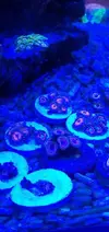 [TodoMarino.com] Bombas de movimiento jebao 4000 l. ZOANTHUS - Petrel