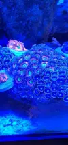 [TodoMarino.com] Bombas de movimiento jebao 4000 l. ZOANTHUS - Petrel