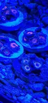 [TodoMarino.com] Bombas de movimiento jebao 4000 l. ZOANTHUS - Petrel
