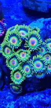 [TodoMarino.com] Bombas de movimiento jebao 4000 l. ZOANTHUS - Petrel