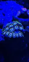 [TodoMarino.com] Bombas de movimiento jebao 4000 l. ZOANTHUS - Petrel