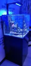 [TodoMarino.com] Acuario marino completo - Petrel(Alicante)