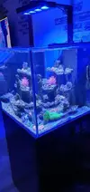 [TodoMarino.com] Acuario marino completo - Petrel(Alicante)