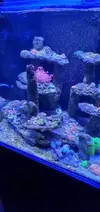 [TodoMarino.com] Acuario marino completo - Petrel(Alicante)