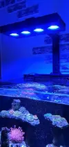 [TodoMarino.com] Acuario marino completo - Petrel(Alicante)