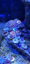 [TodoMarino.com] Acuario marino completo - Petrel(Alicante)