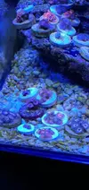 [TodoMarino.com] Acuario marino completo - Petrel(Alicante)