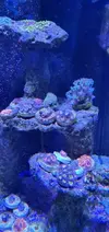 [TodoMarino.com] Acuario marino completo - Petrel(Alicante)