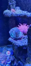 [TodoMarino.com] Acuario marino completo - Petrel(Alicante)