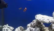 [TodoMarino.com] pareja de Ocellaris