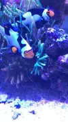 [TodoMarino.com] Vendo por desmonte, vivo (peces) y equipo - Terrassa, Vallès Occidental