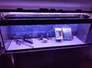[TodoMarino.com] Acuario 300 litros. Muy buen estado - Murcia
