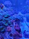 [TodoMarino.com] Estrella de mar muy quieta