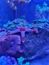 [TodoMarino.com] Estrella de mar muy quieta
