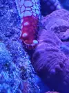 [TodoMarino.com] Estrella de mar muy quieta