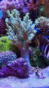 [TodoMarino.com] Compró árbol de Kenia verde fluor
