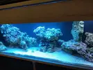 [TodoMarino.com] Compro o busco agua madura de acuario
