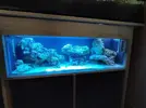 [TodoMarino.com] Compro o busco agua madura de acuario