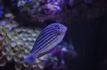 [TodoMarino.com] Pez lineatus
