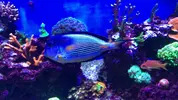 [TodoMarino.com] Acanthurus Sohal XL - RESERVADO - Rivas Vaciamadrid, Madrid