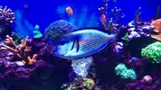 [TodoMarino.com] Acanthurus Sohal XL - RESERVADO - Rivas Vaciamadrid, Madrid