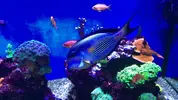 [TodoMarino.com] Acanthurus Sohal XL - RESERVADO - Rivas Vaciamadrid, Madrid