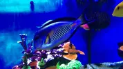 [TodoMarino.com] Acanthurus Sohal XL - RESERVADO - Rivas Vaciamadrid, Madrid