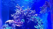 [TodoMarino.com] Acropora cervicornis XXL - Daganzo Madrid