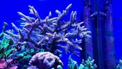 [TodoMarino.com] Acropora cervicornis XXL - Daganzo Madrid