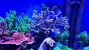 [TodoMarino.com] Acropora cervicornis XXL - Daganzo Madrid