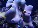 [TodoMarino.com] Agujero sarcophyton