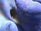 [TodoMarino.com] Agujero sarcophyton