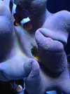 [TodoMarino.com] Agujero sarcophyton