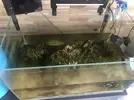 [TodoMarino.com] Muchísimas algas
