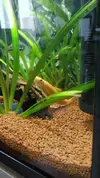 [TodoMarino.com] Chupa algas (Gyrinocheilus aymonieri)