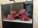 [TodoMarino.com] RedSea Reef 250 + Sump