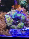 [TodoMarino.com] Cambio roca 1/2kg con más de 20 ricordeas x peces