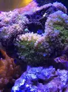 [TodoMarino.com] Cambio roca 1/2kg con más de 20 ricordeas x peces