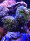 [TodoMarino.com] Cambio roca 1/2kg con más de 20 ricordeas x peces