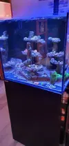 [TodoMarino.com] Acuario marino cubo - Petrel(Alicante)