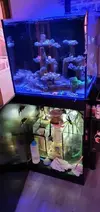 [TodoMarino.com] Acuario marino cubo - Petrel(Alicante)
