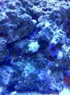[TodoMarino.com] Identificar estrellas de mar