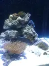 [TodoMarino.com] xurrita reef